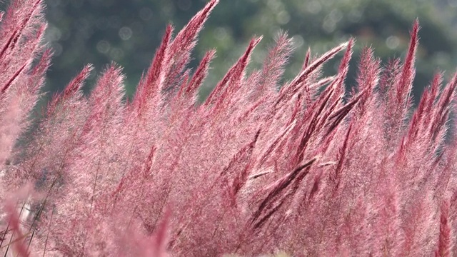 野生毛茸茸的粉红色诺埃尔草花盛开视频素材