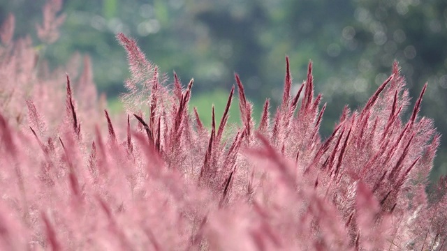 野生毛茸茸的粉红色诺埃尔草花盛开视频素材