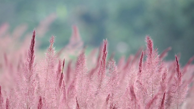 野生毛茸茸的粉红色诺埃尔草花盛开视频下载