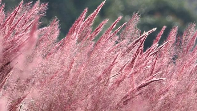 野生毛茸茸的粉红色诺埃尔草花盛开视频下载