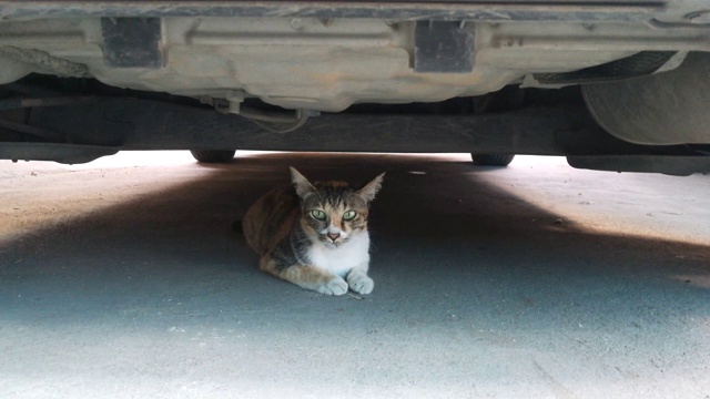 用智能手机拍摄车下的猫视频素材