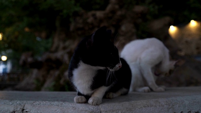 城市人行道上流浪的野猫视频素材