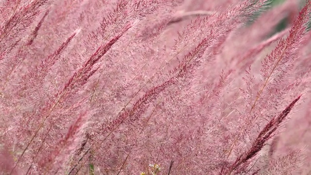 野生毛茸茸的粉红色诺埃尔草花盛开视频素材