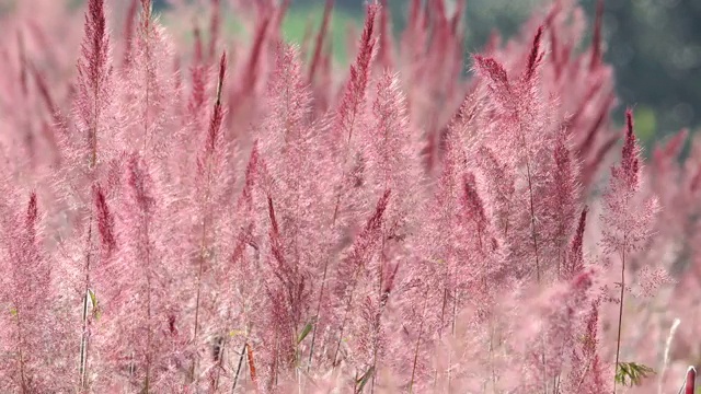 野生毛茸茸的粉红色诺埃尔草花盛开视频下载