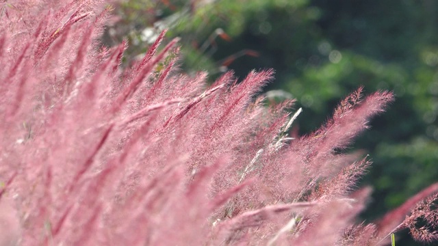 野生毛茸茸的粉红色诺埃尔草花盛开视频素材