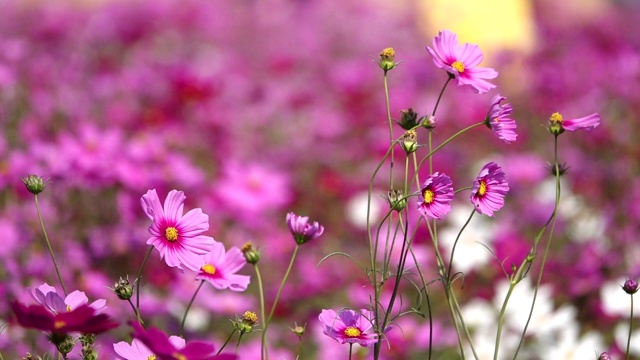 粉红色的宇宙花在花园里摇曳的慢镜头视频素材