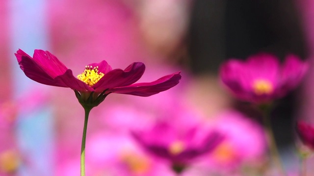 粉红色的宇宙花在花园里摇曳的慢镜头视频素材