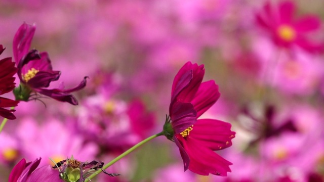 红色的宇宙花摇曳缓慢的运动视频素材