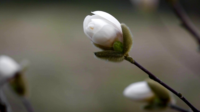 白玉兰的花蕾近了视频素材