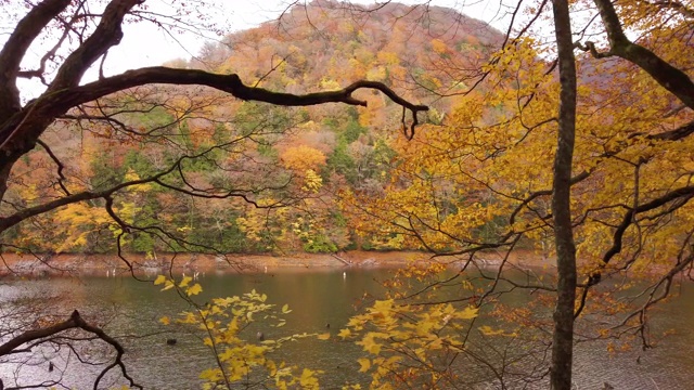 日本青森县津隆准国家公园白上山池的秋季CS WS湖和山视频素材