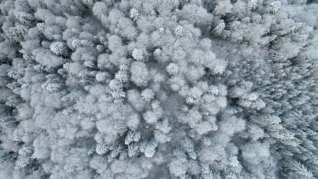 飞过冬天奇妙的森林。空中鸟瞰被雪覆盖的树木。欧洲山地混交林，自然冬季概念。4 k, UHD视频素材