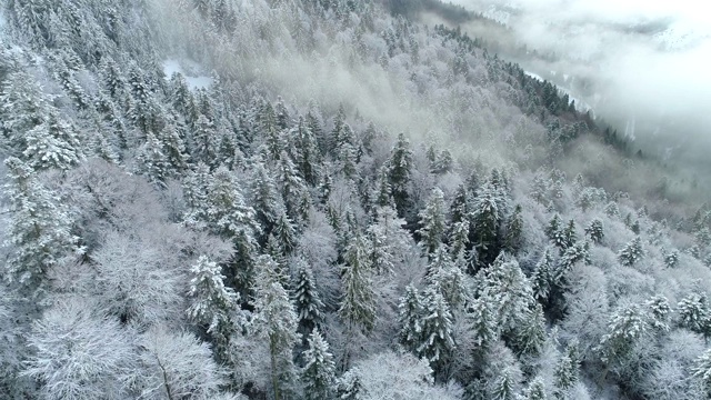 航拍冬天的树木在雾山。飞过雪树、薄雾和高山等美丽的冬季自然景观。视频素材