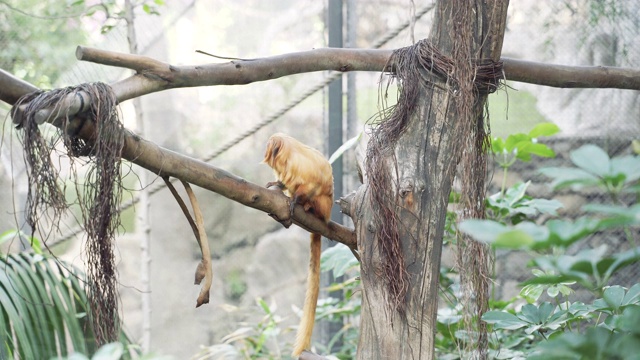 金狮绢毛猴坐在丛林的树枝上。Leontopithecus猩红热。视频素材