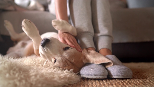 比格犬的女主人抚摸着她的宠物躺在地板上，享受着温暖的家的氛围。视频素材