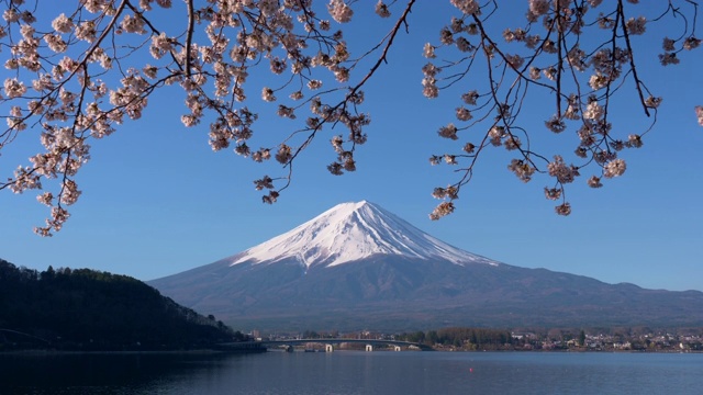 川口湖樱花下的富士山(向下倾斜)视频素材