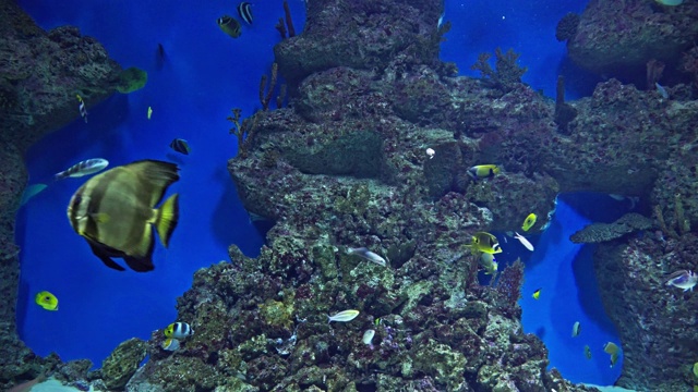 大型水族馆中的热带海洋鱼类视频素材