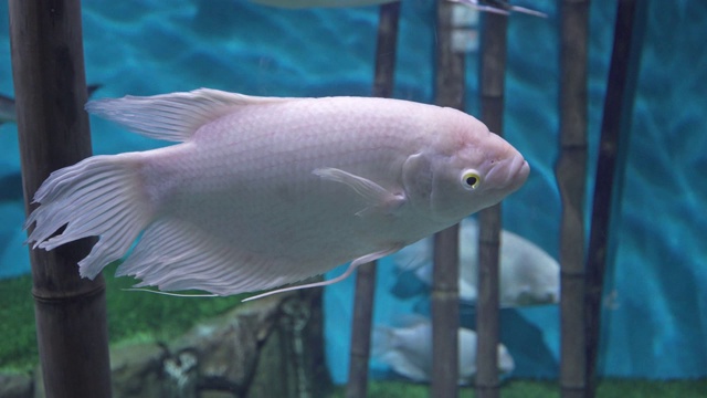 巨大的丝足鱼在一个大水族箱中游动视频素材