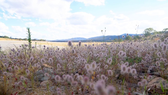 草地上的花视频下载