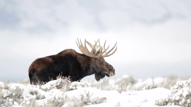 雪景中一头公驼鹿的4K MS镜头(Alces Alces)视频素材