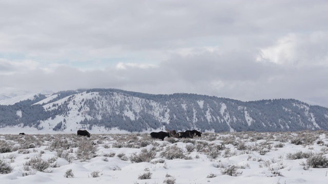 以提顿山脉为背景的WS 4K雪景公牛驼鹿(Alces Alces)接近相机视频素材