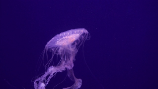 大西洋海荨麻视频素材