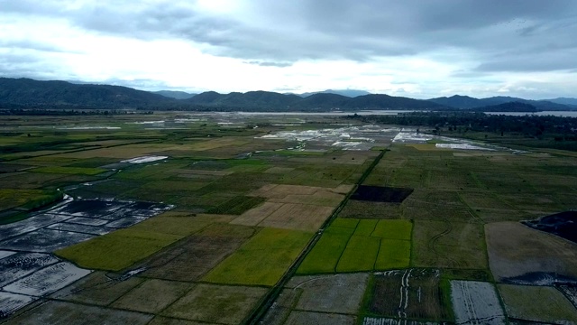 绿色水稻种植园对抗热带景观视频素材