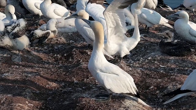 北部塘鹅(Morus bassanus)是一群年轻和成年的鸟，这种海鸟生活在德国北海的黑尔戈兰岛的岩石上视频下载