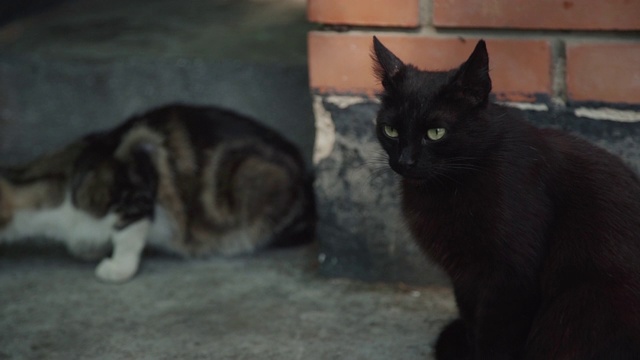 两只流浪猫在城市街道的大楼里坐着吃东西视频素材