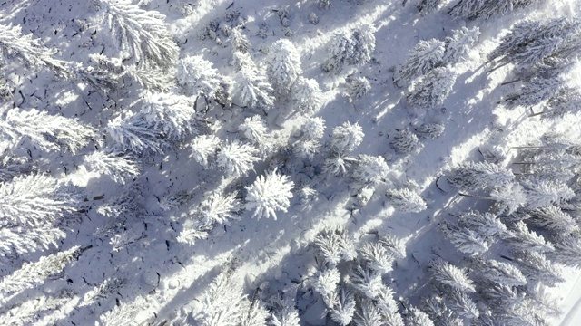 鸟瞰图的冬天的树林雪树枝在冬季森林的观点。视频素材