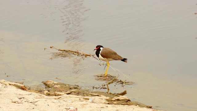 红翅田凫(Vanellus indicus)是一种亚洲田凫或大型鸻，是鸻科的涉禽。印度拉贾斯坦邦的Ranthambore国家公园视频素材