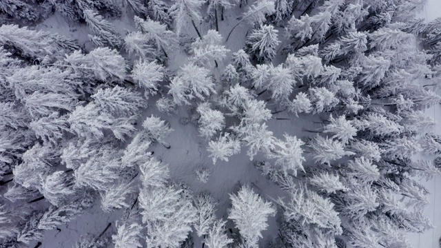 鸟瞰图的冬天的树林雪树枝在冬季森林的观点。视频素材