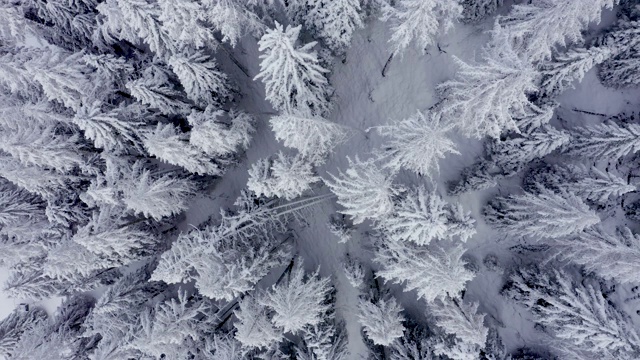 鸟瞰图的冬天的树林雪树枝在冬季森林的观点。视频素材