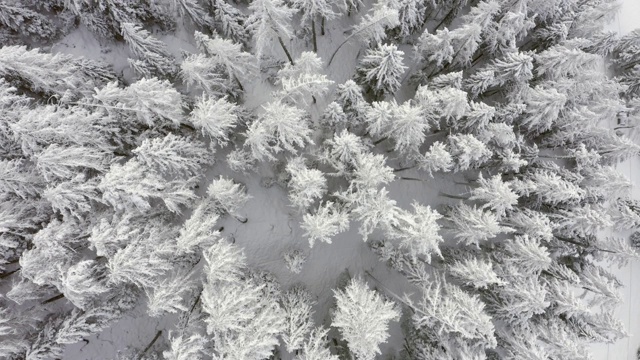 鸟瞰图的冬天的树林雪树枝在冬季森林的观点。视频素材