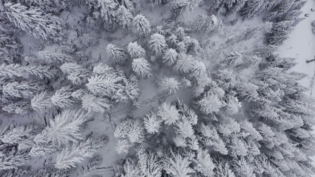 鸟瞰图的冬天的树林雪树枝在冬季森林的观点。视频素材