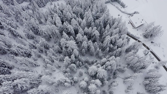 鸟瞰图的冬天的树林雪树枝在冬季森林的观点。视频素材