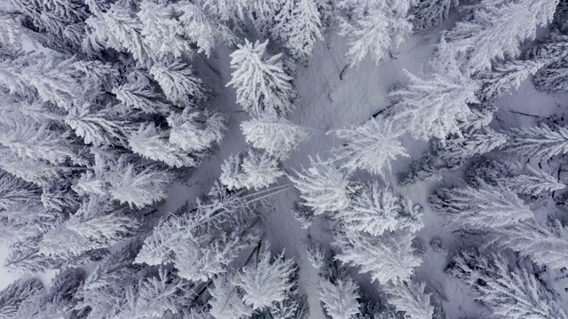 鸟瞰图的冬天的树林雪树枝在冬季森林的观点。视频素材