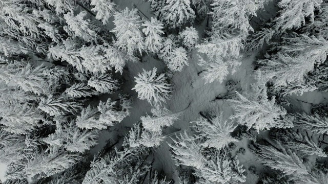 鸟瞰图的冬天的树林雪树枝在冬季森林的观点。视频素材