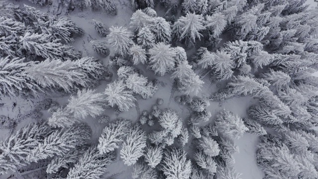 鸟瞰图的冬天的树林雪树枝在冬季森林的观点。视频素材