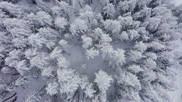 鸟瞰图的冬天的树林雪树枝在冬季森林的观点。视频素材