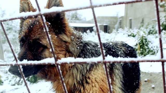 德国牧羊犬，在金属栅栏附近，浑身覆盖着雪。视频素材