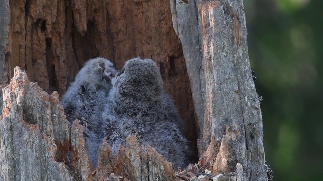 在一棵折断的树干内筑巢的猫头鹰。乌拉尔猫头鹰(Strix uralensis)。视频素材