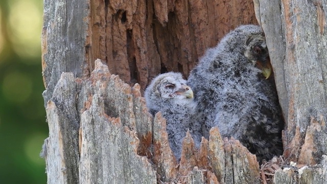 在一棵折断的树干内筑巢的猫头鹰。乌拉尔猫头鹰(Strix uralensis)。视频素材