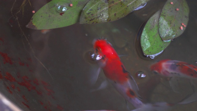 4k镜头金鱼碗水族馆在美丽的小花园视频素材