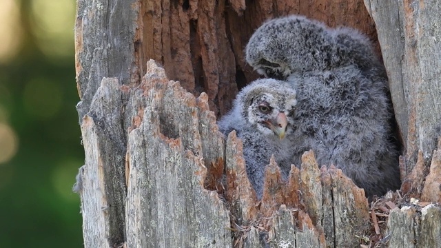 在一棵折断的树干内筑巢的猫头鹰。乌拉尔猫头鹰(Strix uralensis)。视频素材