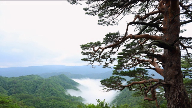 在韩国庆相北道的乌尔津金岗松林中，一棵600年的老树(直立的红松)视频素材