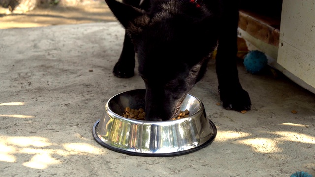 一种黑色的德国牧羊犬正从狗碗里吃狗食视频素材