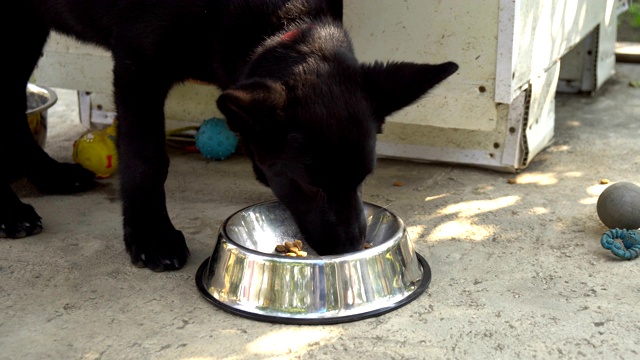 一种黑色的德国牧羊犬正从狗碗里吃狗食视频素材