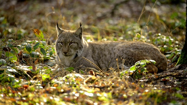 欧洲山猫;猞猁，躺在森林里视频素材