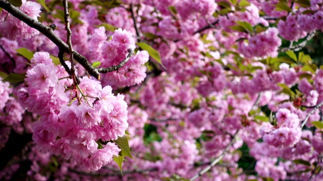 樱花樱花在夕阳中绽放视频素材