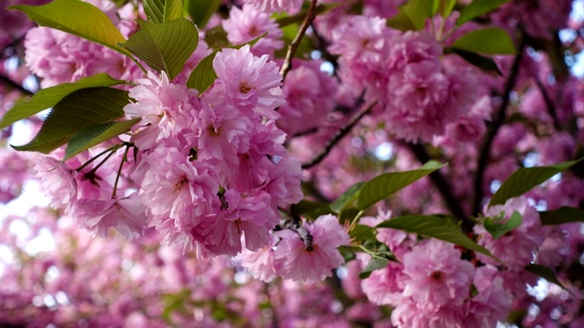 樱花樱花在夕阳中绽放视频素材